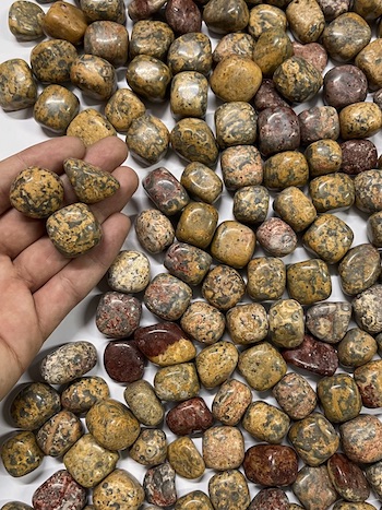 1kg Leopard Skin Jasper Bulk Tumbled Stones