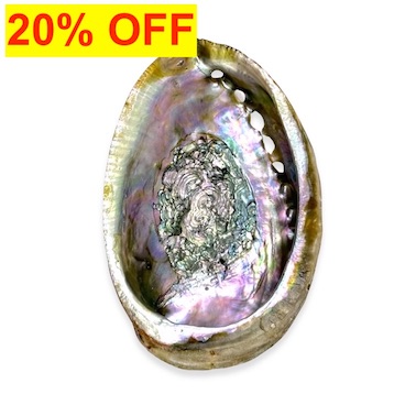 20% OFF - 13-16cm Abalone Shell